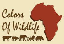Colors Of Wildlife